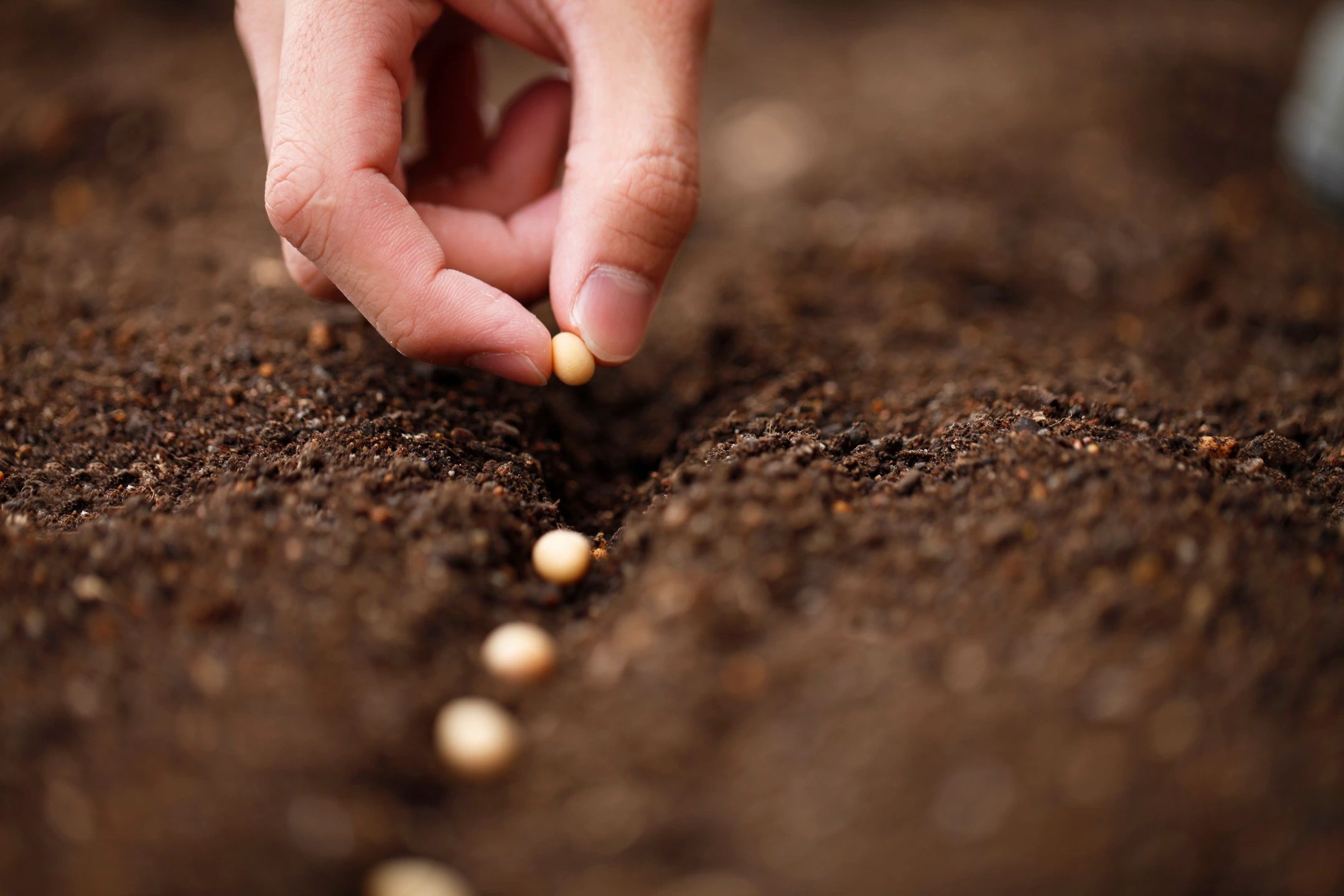 hand shown laying seeds in the earth.